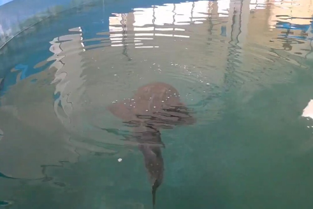 暫養於國立海洋生物博物館的波口鱟頭鱝。