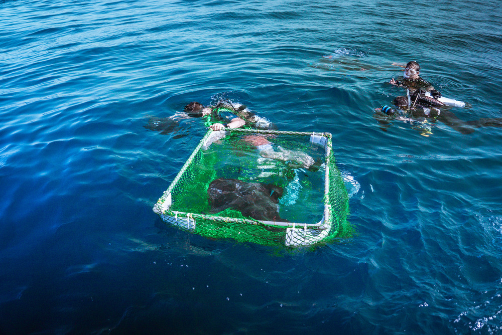 放流前以漂浮網具暫置於海中讓動物適應(新加坡海洋生態館提供)。