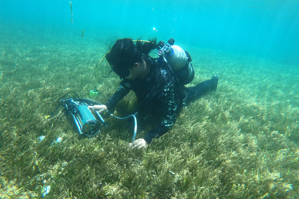研究團隊於海草床進行現地光合作用量測，分析海草吸收二氧化碳能力，建立完整藍碳碳收支評估方法。