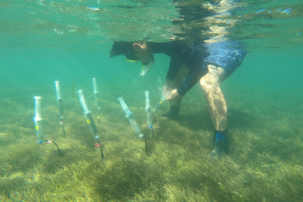 研究團隊採集海草床沉積物孔隙水，解析海洋碳循環關鍵過程，研究成果榮登《Nature》系列國際頂尖期刊。