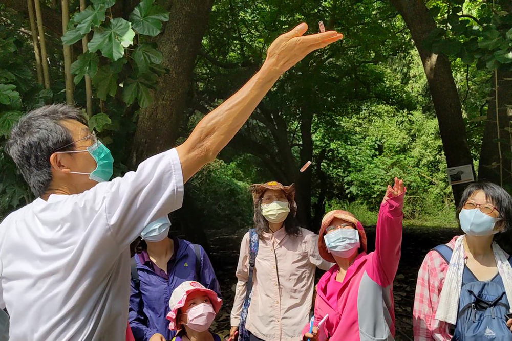 高雄市野鳥協會資深植物生態研究者凌明裕講師解說槭葉翅子木種子傳播方式